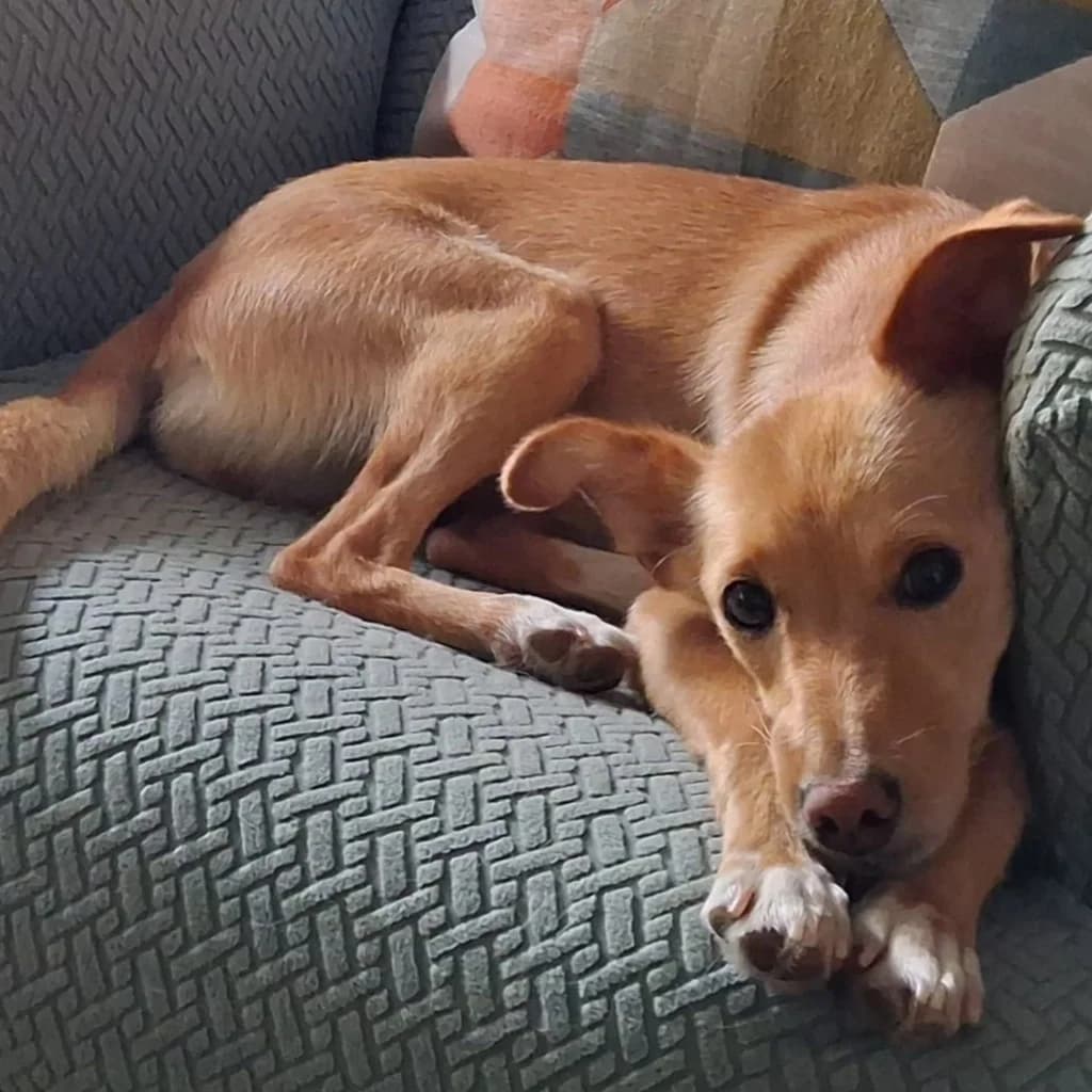Ariel, female young Podenco for adoption at SALVA Hundehilfe e.V.
