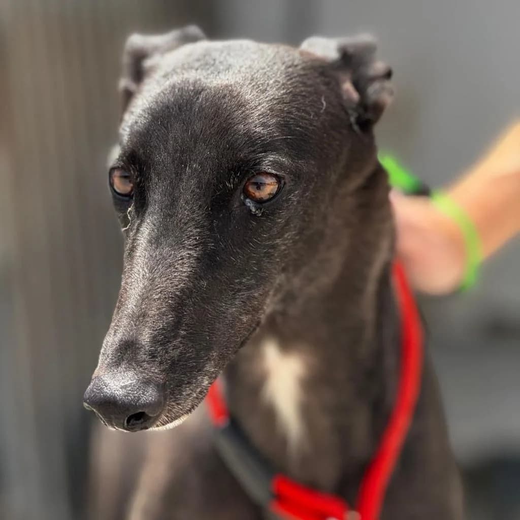 Manuela, female young Galgo Español for adoption at SALVA Hundehilfe e.V.
