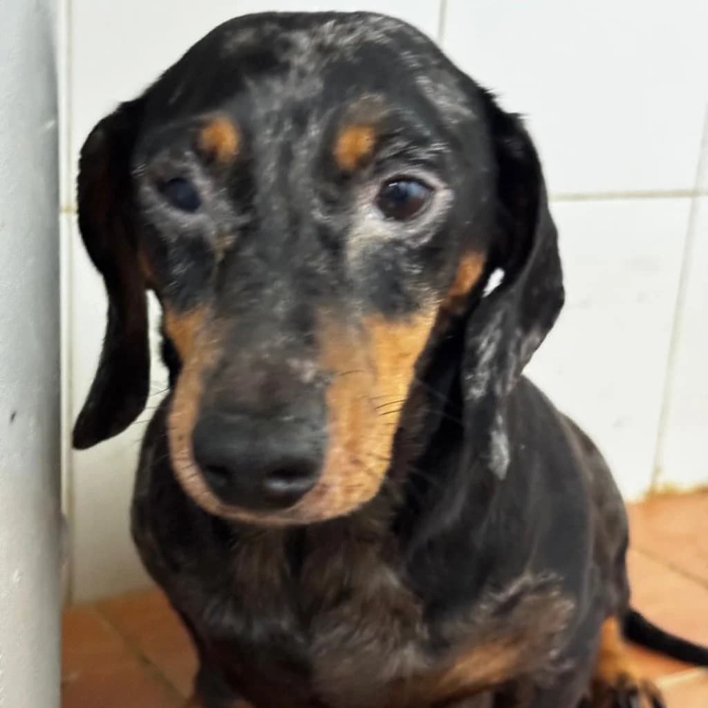 Flor, female 4yo Dachshund for adoption at SALVA Hundehilfe e.V.