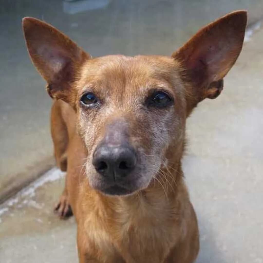 Guayaba, female senior Podenco for adoption at SALVA Hundehilfe e.V.
