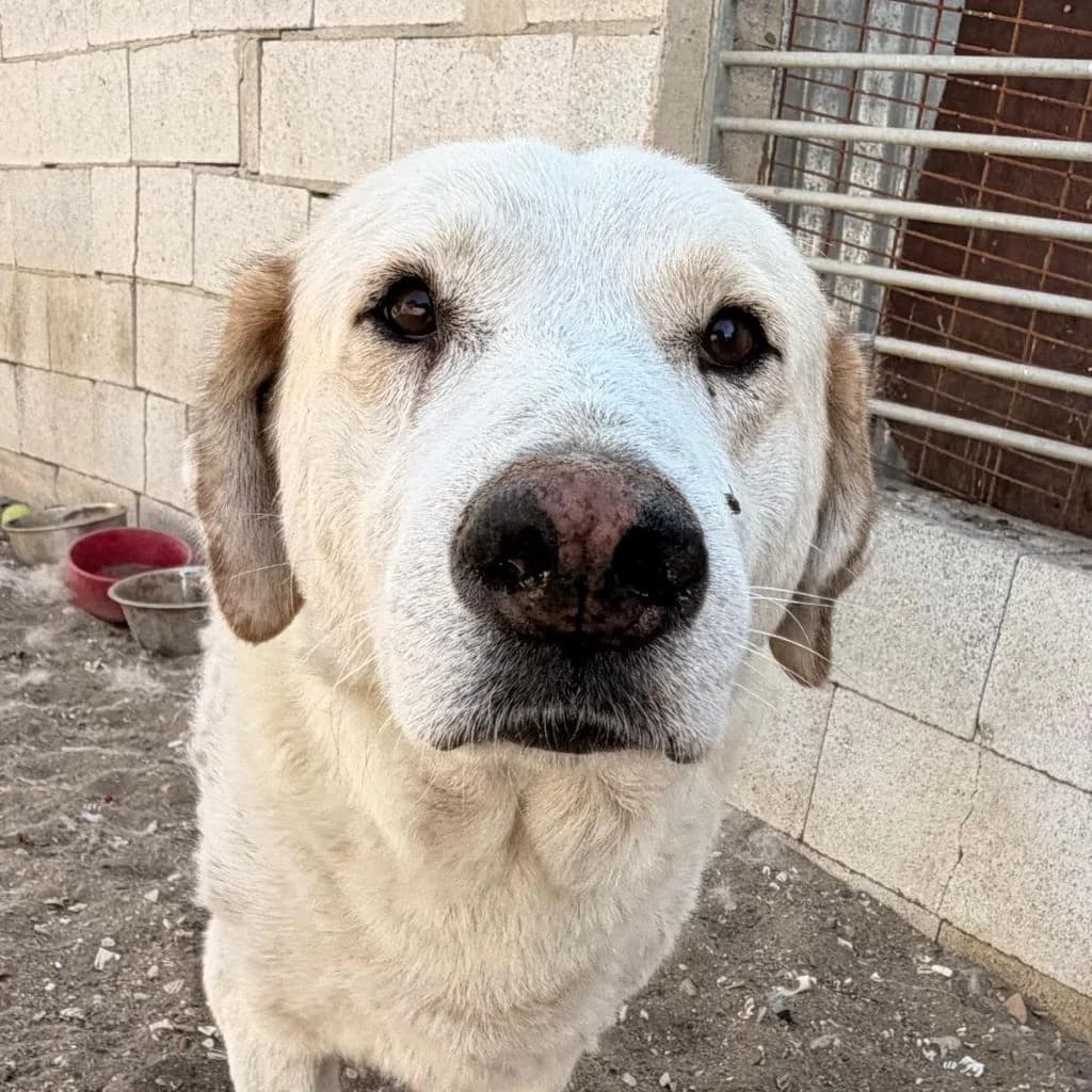 Blanco, male 6yo Mixed Breed for adoption at SALVA Hundehilfe e.V.