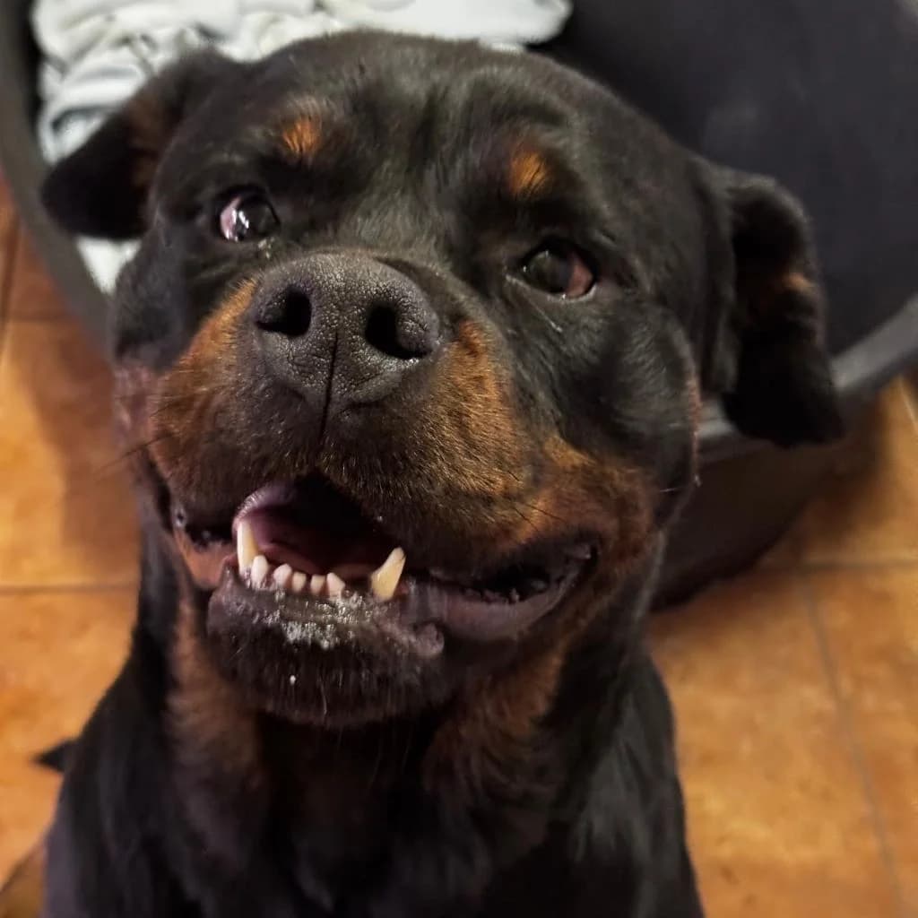 Baguera, female 5yo Rottweiler for adoption at SALVA Hundehilfe e.V.