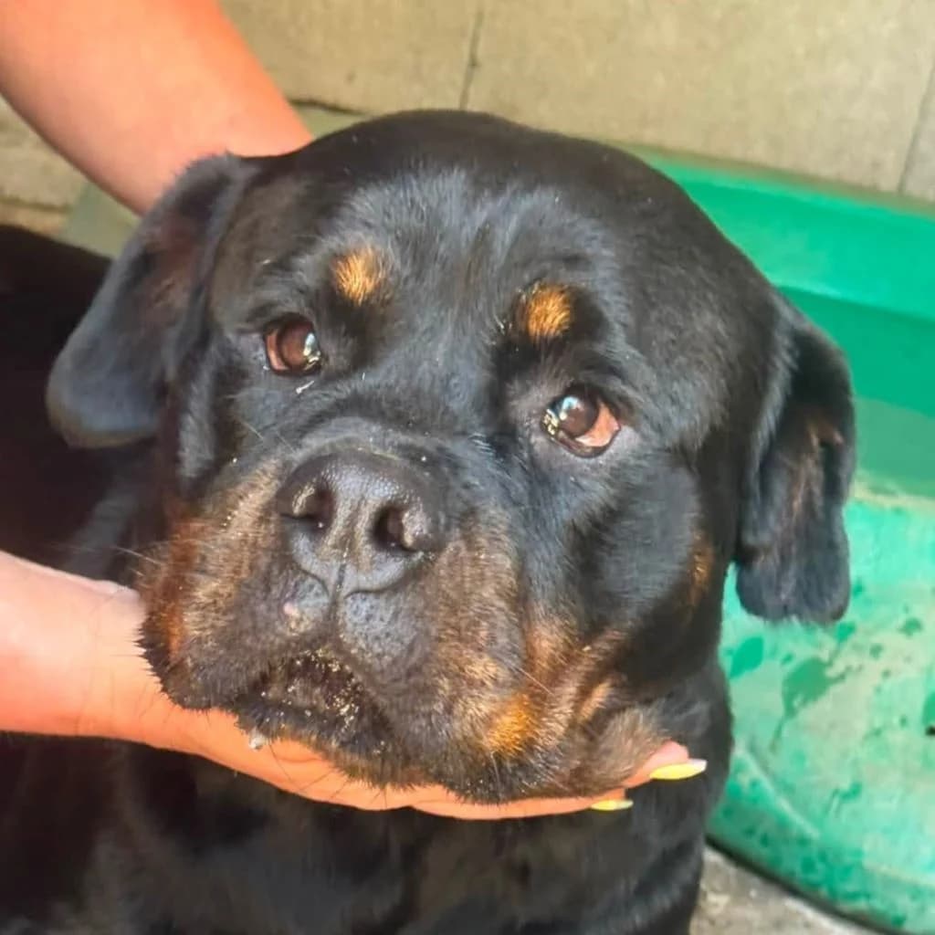 Baguera, female 5yo Rottweiler for adoption at SALVA Hundehilfe e.V.