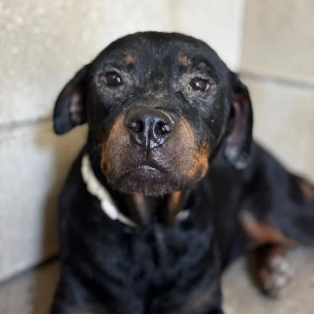 Love, female young Rottweiler for adoption at SALVA Hundehilfe e.V.