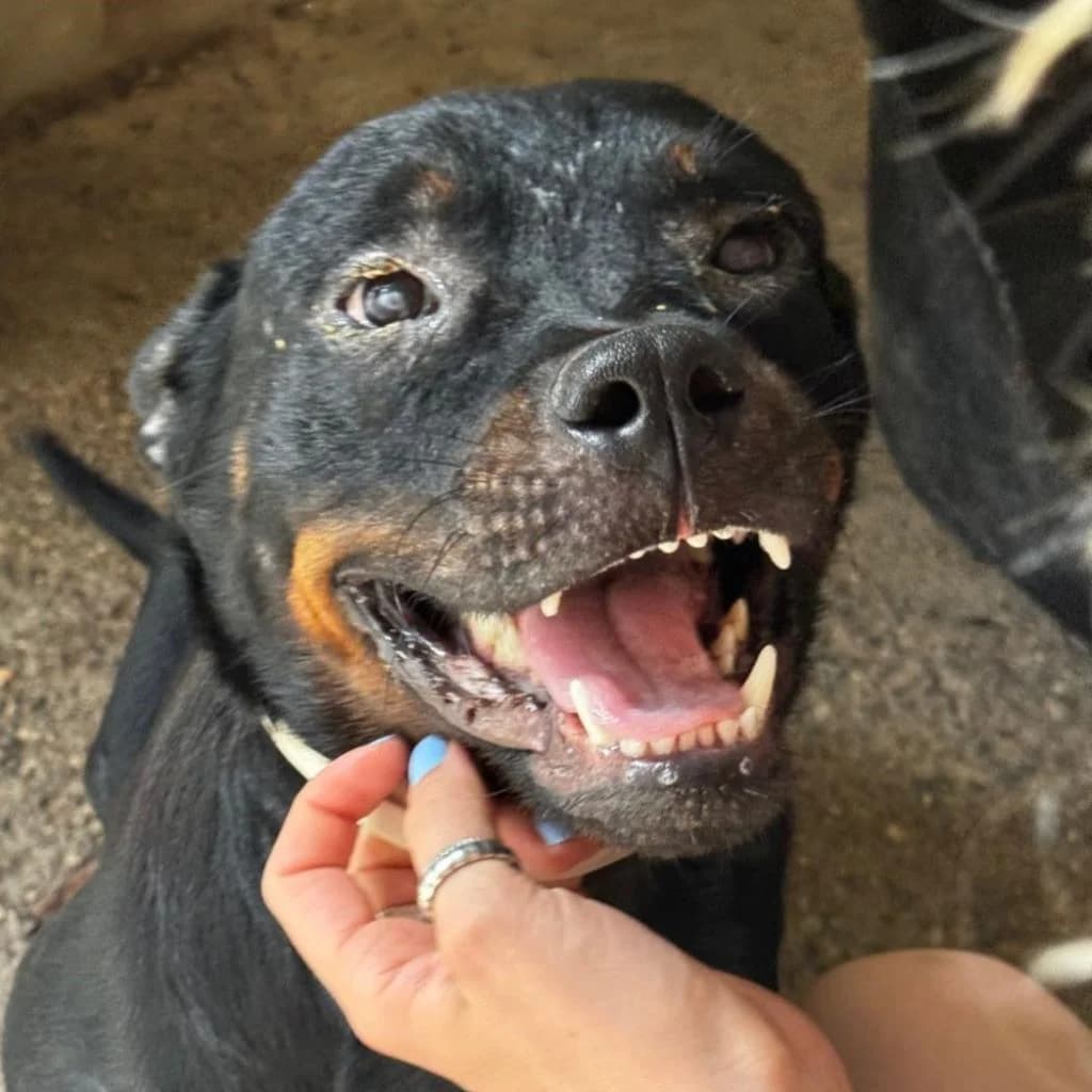 Willy, male young Rottweiler for adoption at SALVA Hundehilfe e.V.