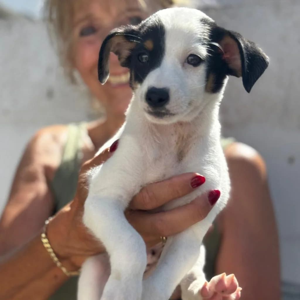 Rum, male puppy Mixed Breed for adoption at SALVA Hundehilfe e.V.