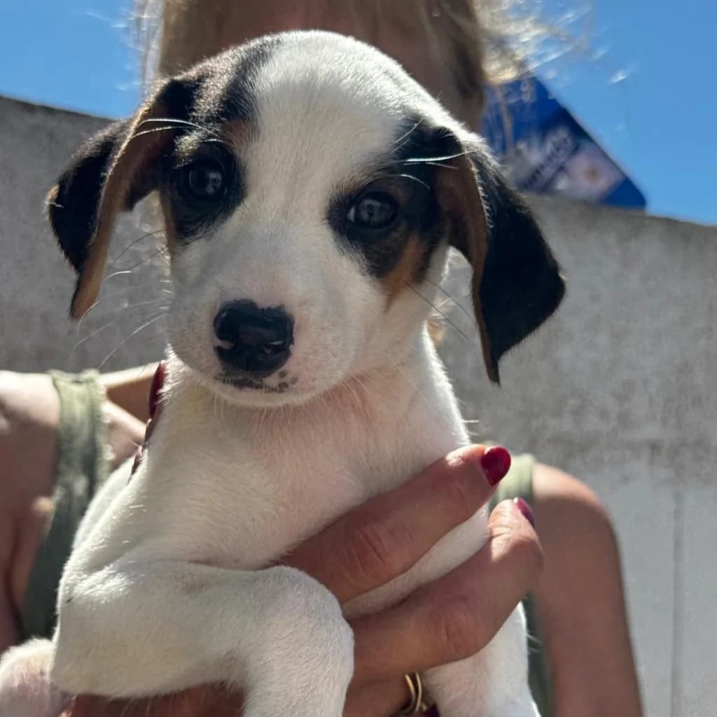 Tequila, male puppy Mixed Breed for adoption at SALVA Hundehilfe e.V.