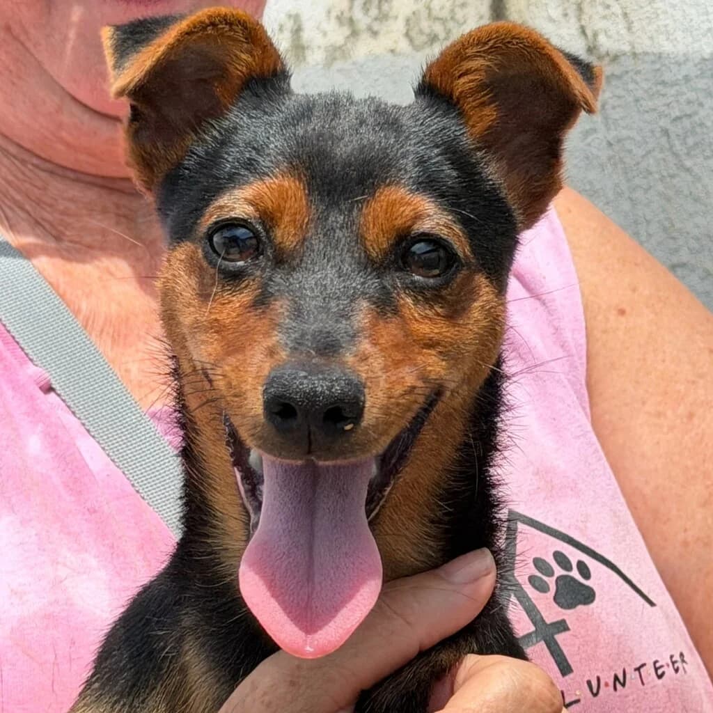 Saltarin, male puppy Mixed Breed for adoption at SALVA Hundehilfe e.V.