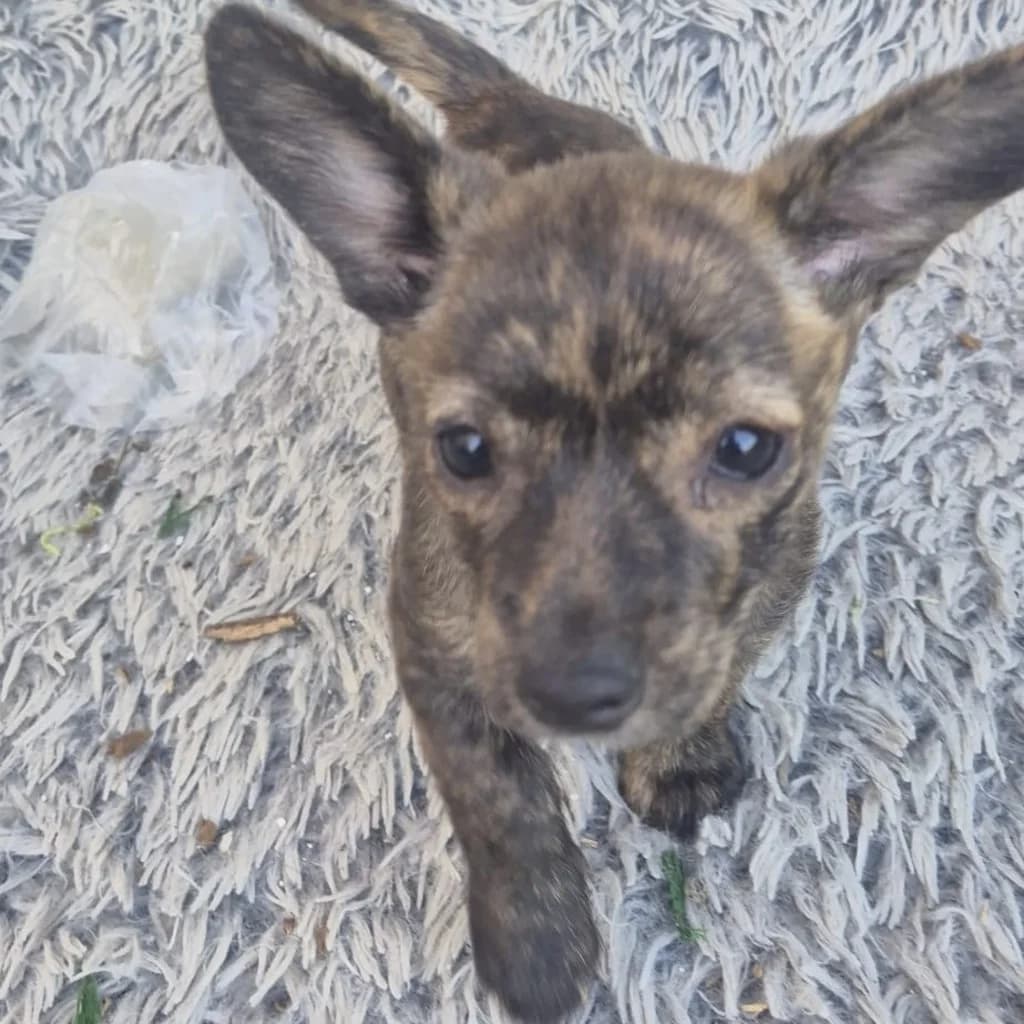 Pina, female puppy Mixed Breed for adoption at SALVA Hundehilfe e.V.