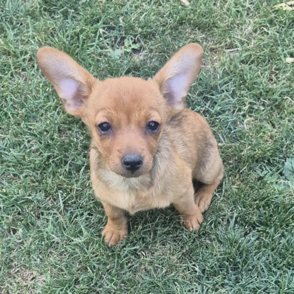 Tamo, male puppy Mixed Breed for adoption at SALVA Hundehilfe e.V.