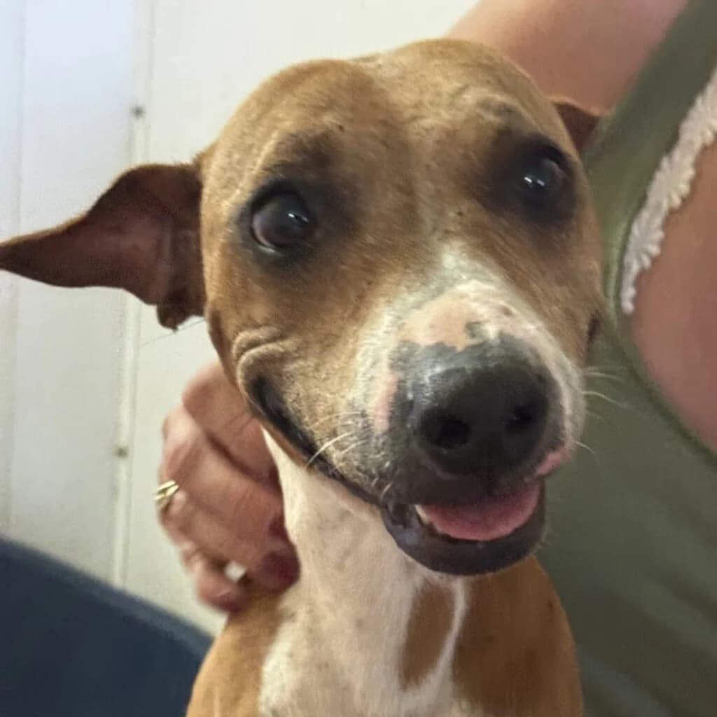 Micaela, female young Mixed Breed for adoption at SALVA Hundehilfe e.V.