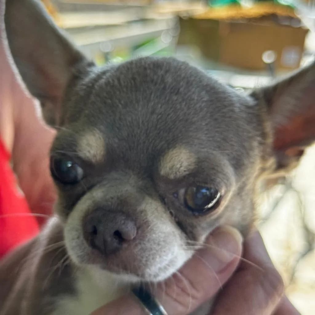 Grey, male 4yo Chihuahua for adoption at SALVA Hundehilfe e.V.