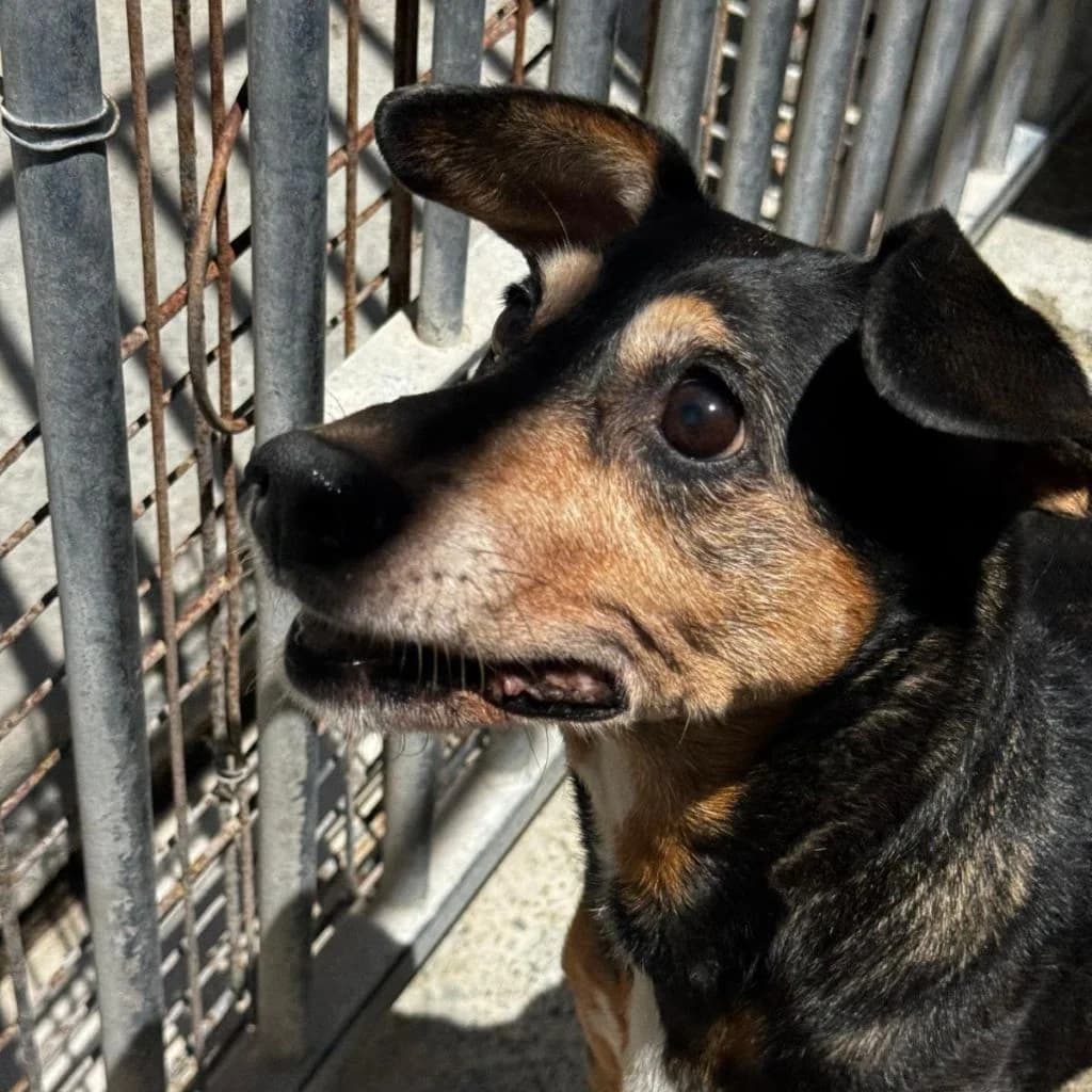 Shein, female senior Mixed Breed for adoption at SALVA Hundehilfe e.V.