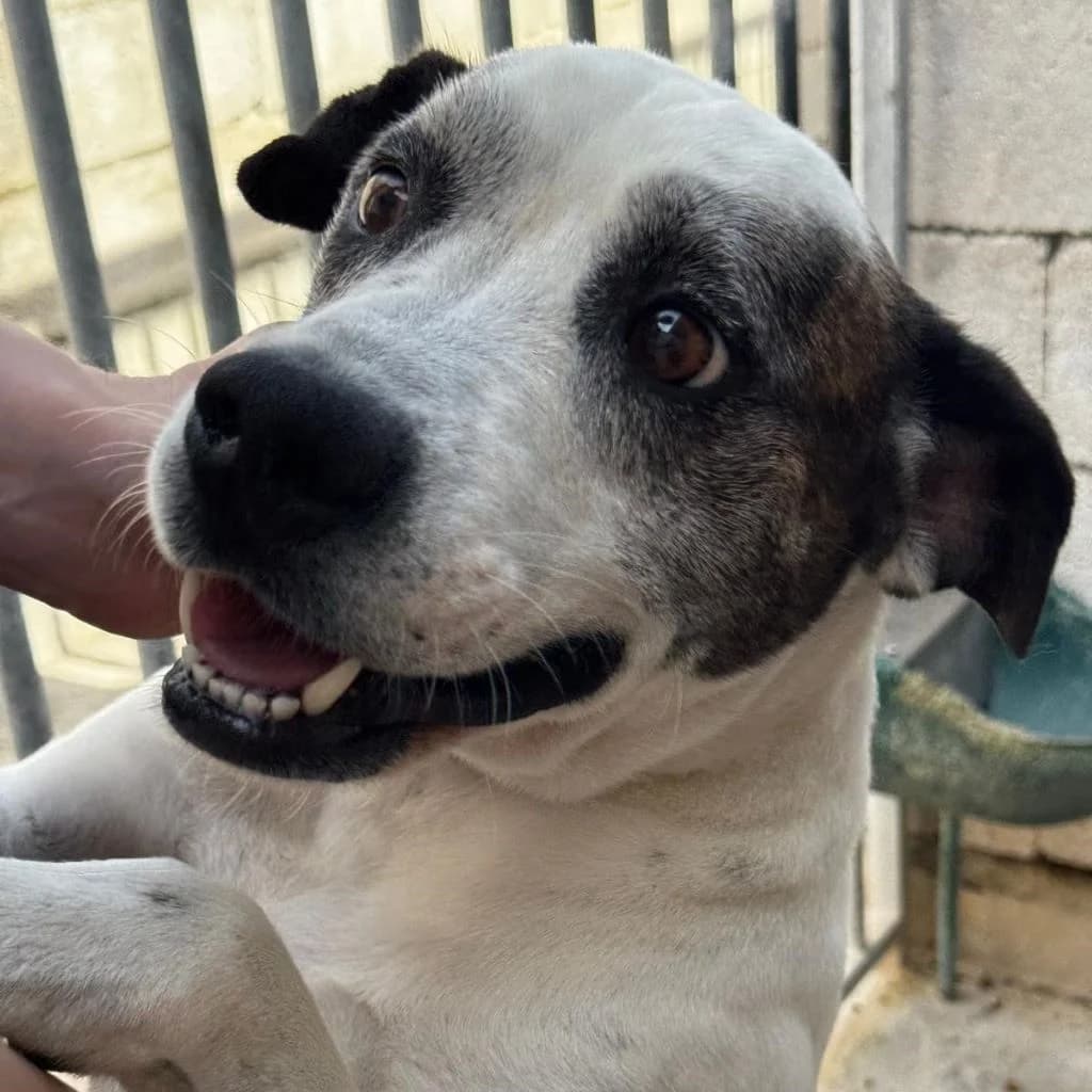 Tano, male 6yo Mixed Breed for adoption at SALVA Hundehilfe e.V.