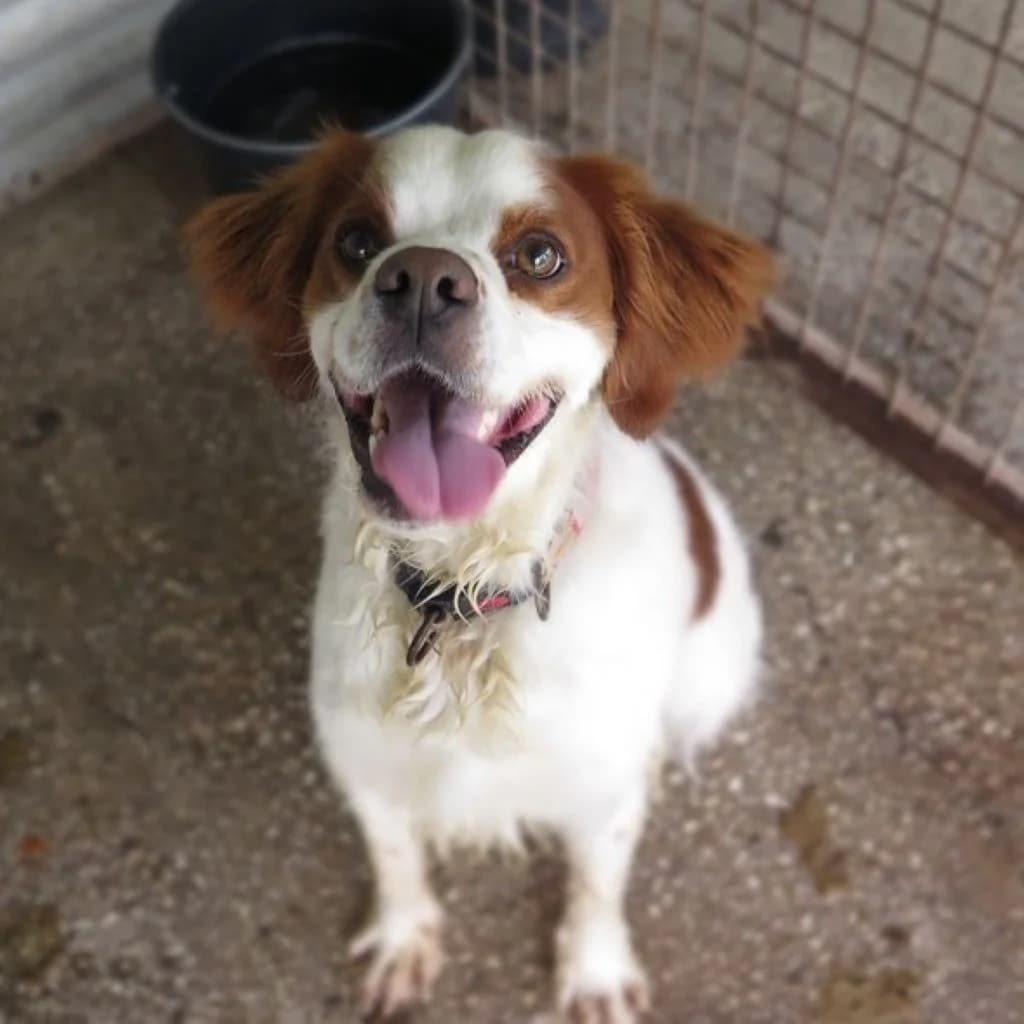 Ed Sheeran, male young Brittany Spaniel for adoption at SALVA Hundehilfe e.V.