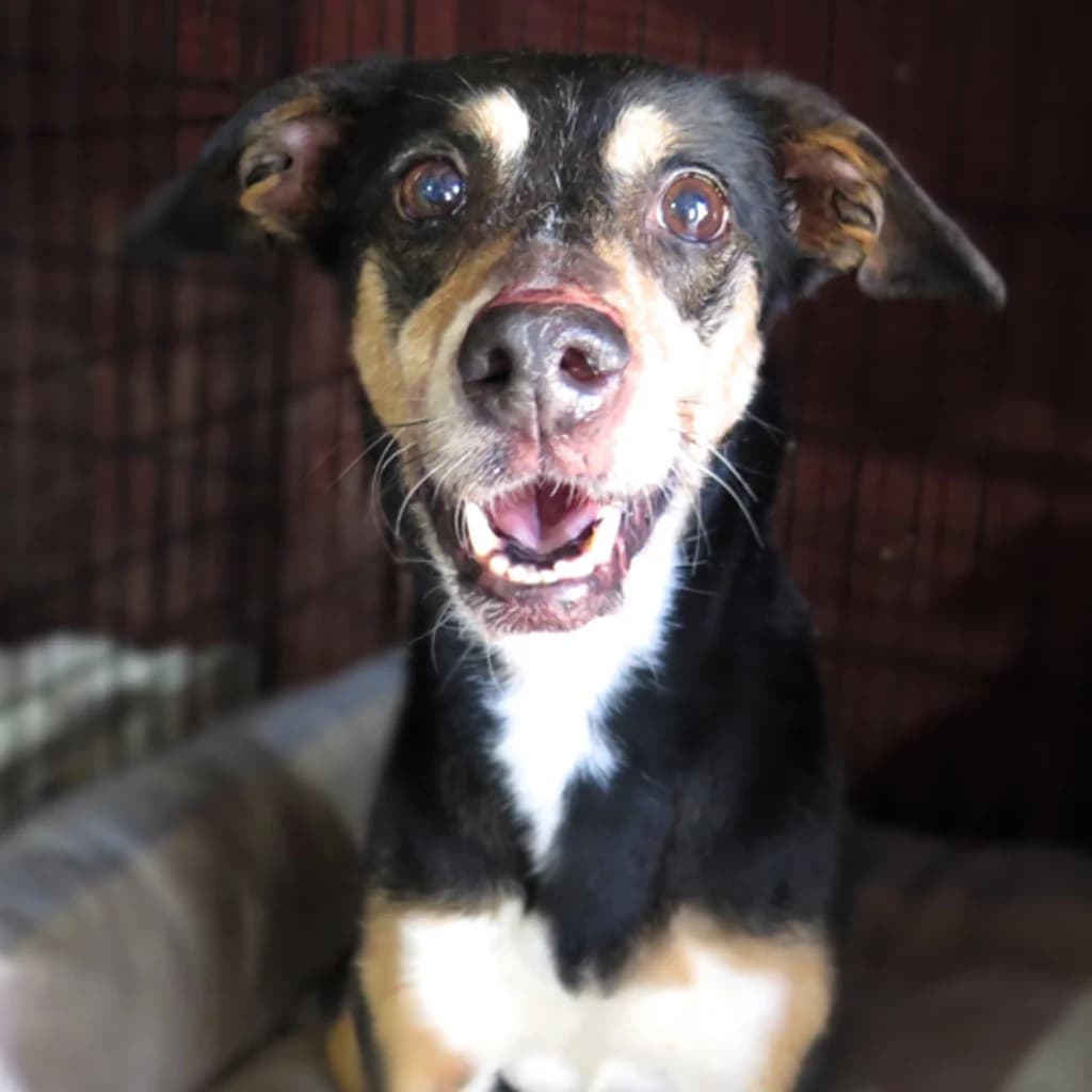 Ghana, female senior Mixed Breed for adoption at SALVA Hundehilfe e.V.