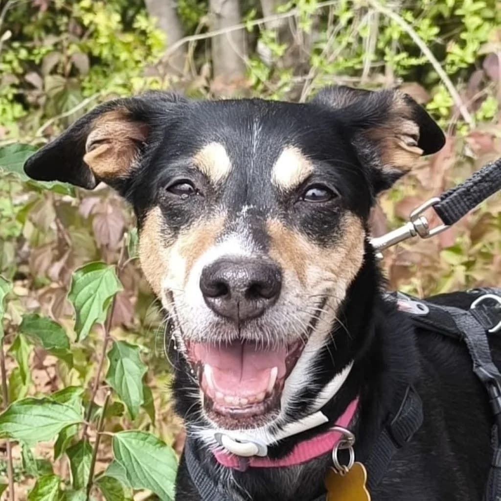 Ghana, female senior Mixed Breed for adoption at SALVA Hundehilfe e.V.