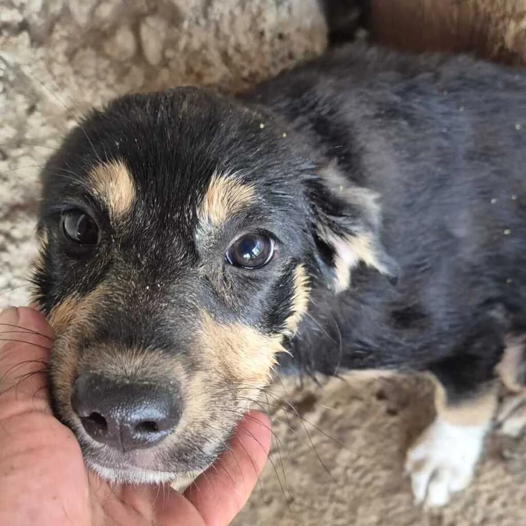 Lina, female puppy Mixed Breed for adoption at SALVA Hundehilfe e.V.