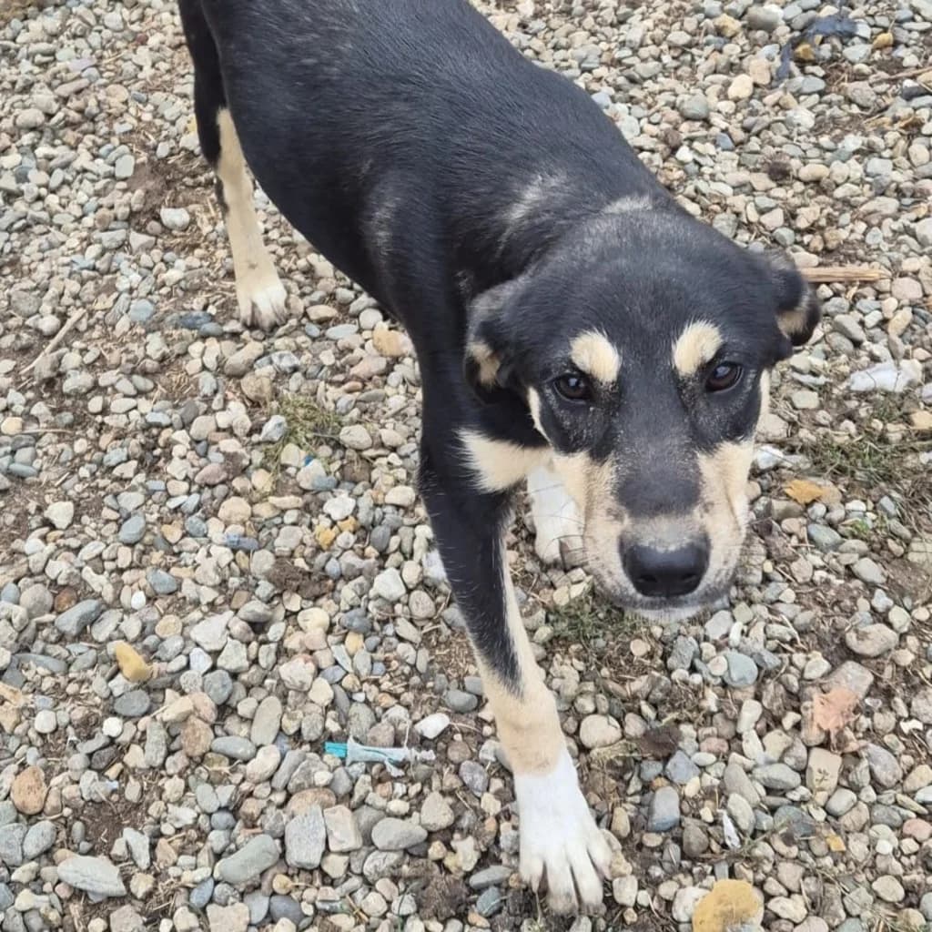 Lina, female puppy Mixed Breed for adoption at SALVA Hundehilfe e.V.