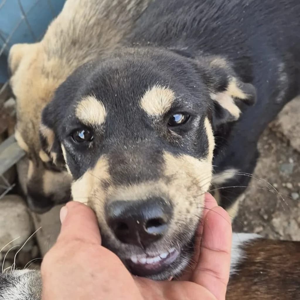 Lina, female puppy Mixed Breed for adoption at SALVA Hundehilfe e.V.