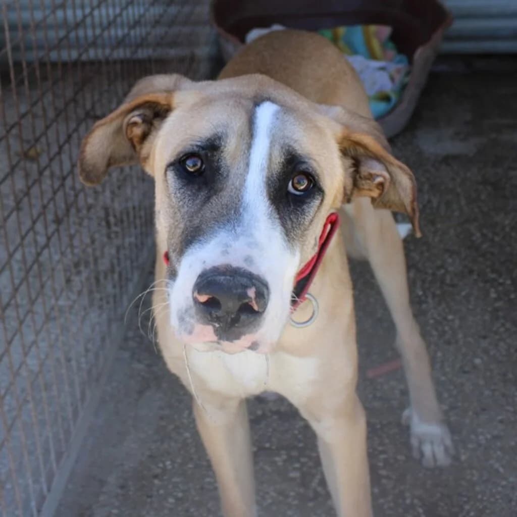 Rex, male puppy Mixed Breed for adoption at SALVA Hundehilfe e.V.