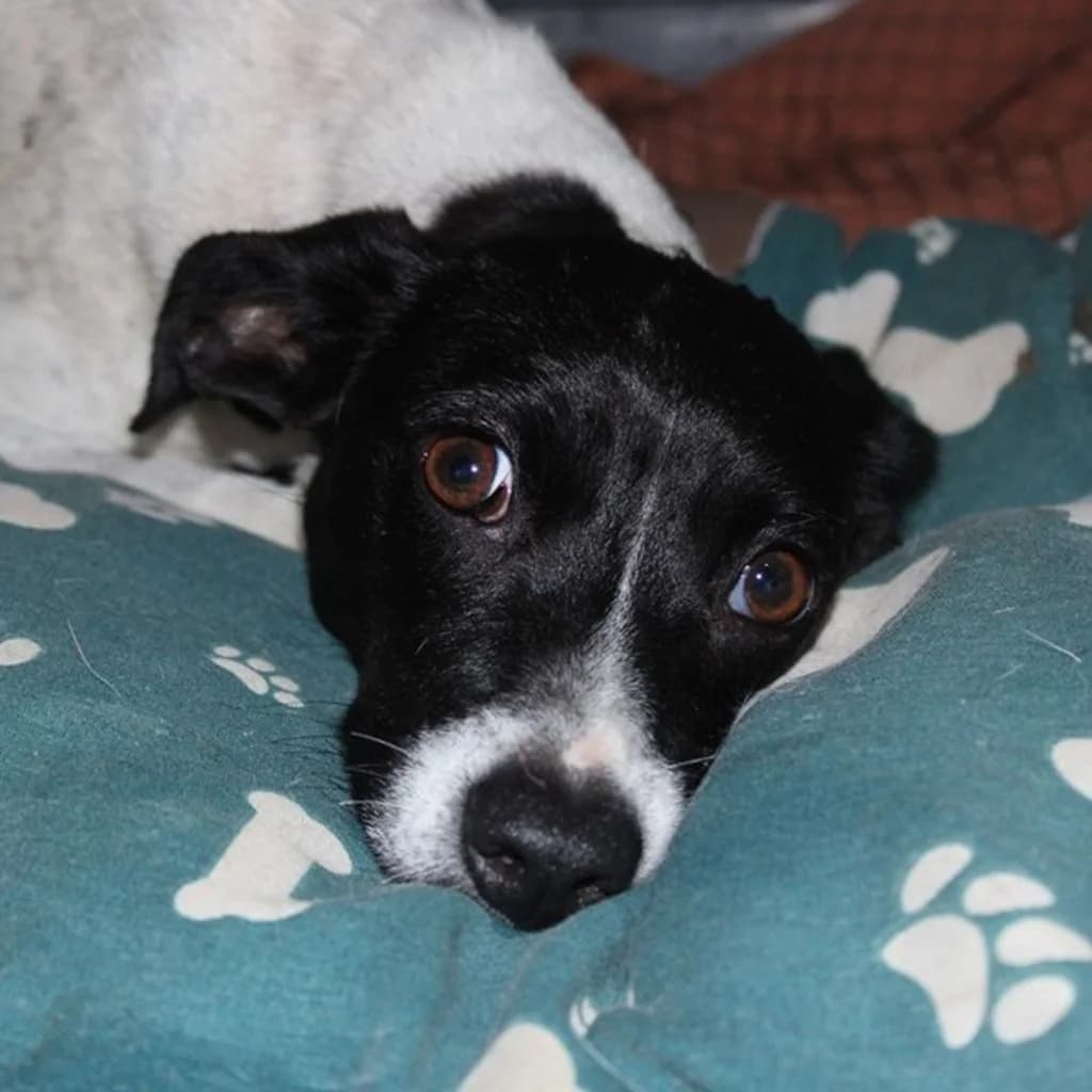 Pimienta, female young Mixed Breed for adoption at SALVA Hundehilfe e.V.