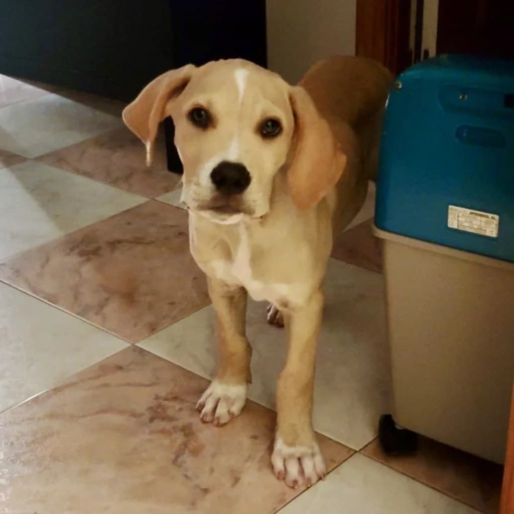 DiCaprio, male puppy Mixed Breed for adoption at SALVA Hundehilfe e.V.