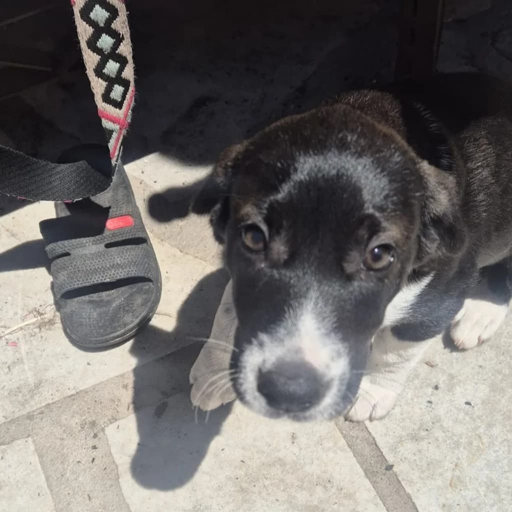 Greta, female puppy Mixed Breed for adoption at SALVA Hundehilfe e.V.