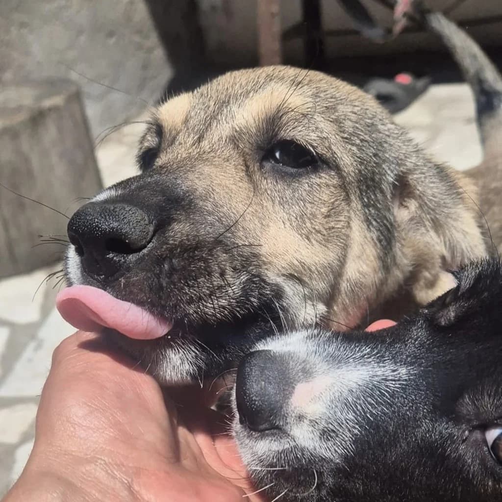 Malu, female puppy Mixed Breed for adoption at SALVA Hundehilfe e.V.
