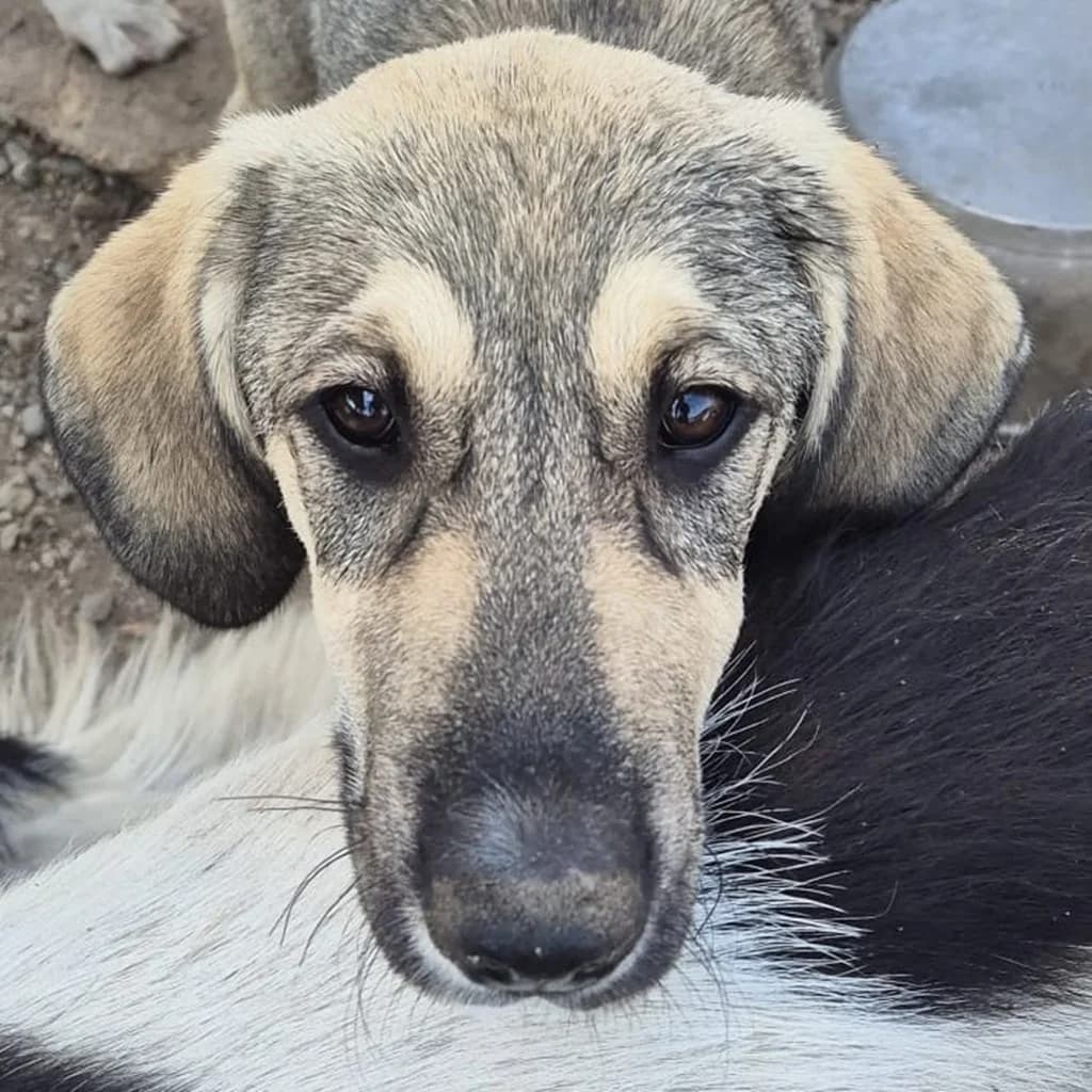 Malu, female puppy Mixed Breed for adoption at SALVA Hundehilfe e.V.