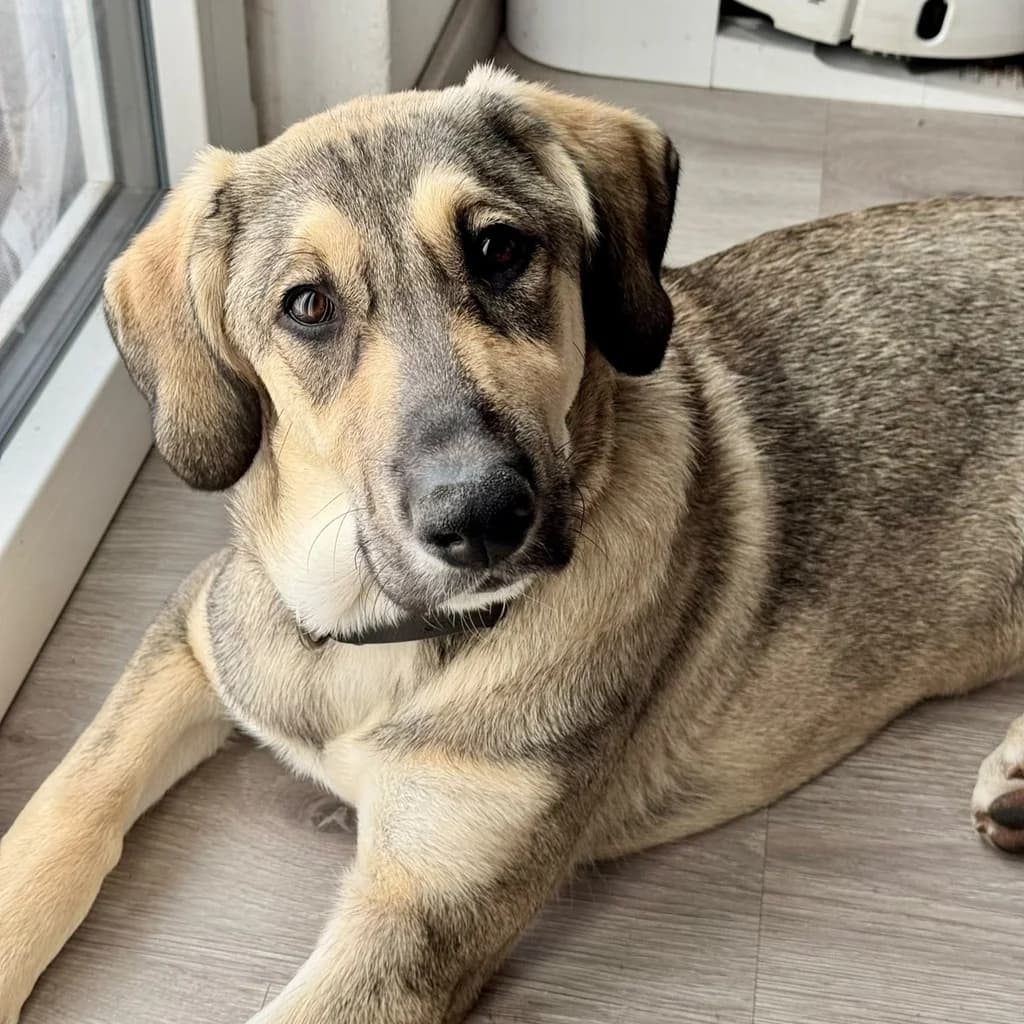 Malu, female puppy Mixed Breed for adoption at SALVA Hundehilfe e.V.