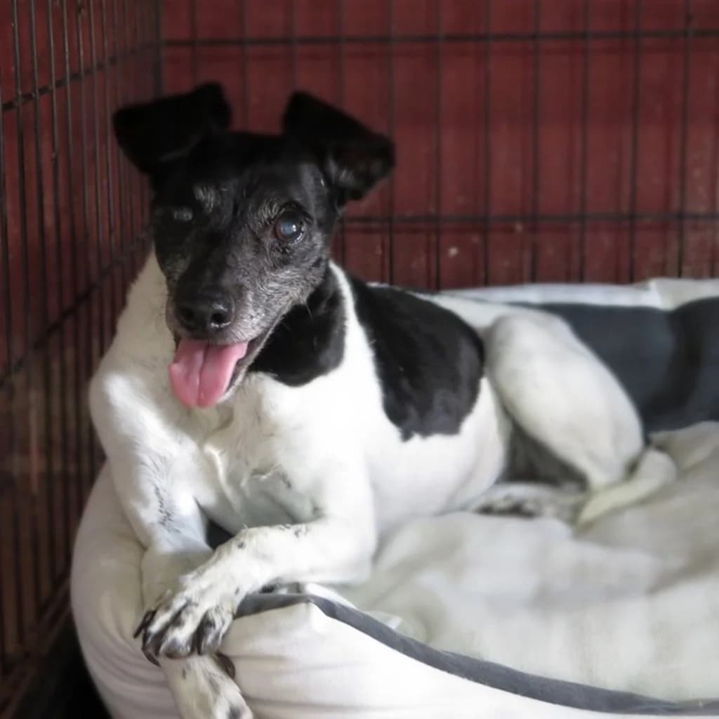 Linda, female senior Mixed Breed for adoption at SALVA Hundehilfe e.V.