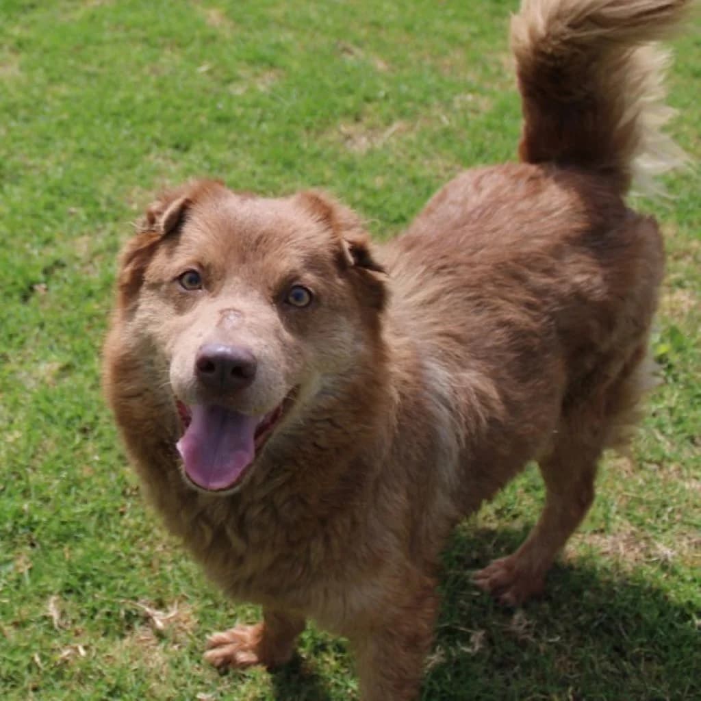 Inopia, female 4yo Mixed Breed for adoption at SALVA Hundehilfe e.V.