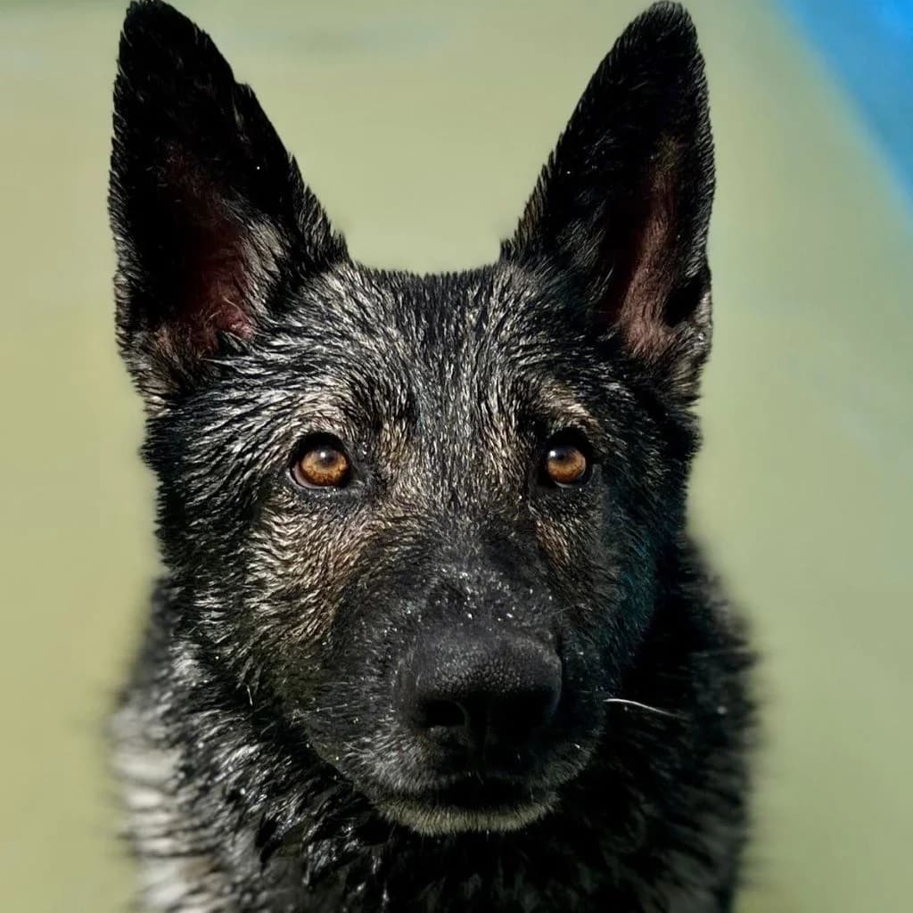Dash, male 4yo German Shepherd for adoption at SALVA Hundehilfe e.V.