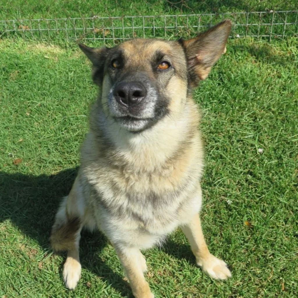 Moana, female young German Shepherd for adoption at SALVA Hundehilfe e.V.
