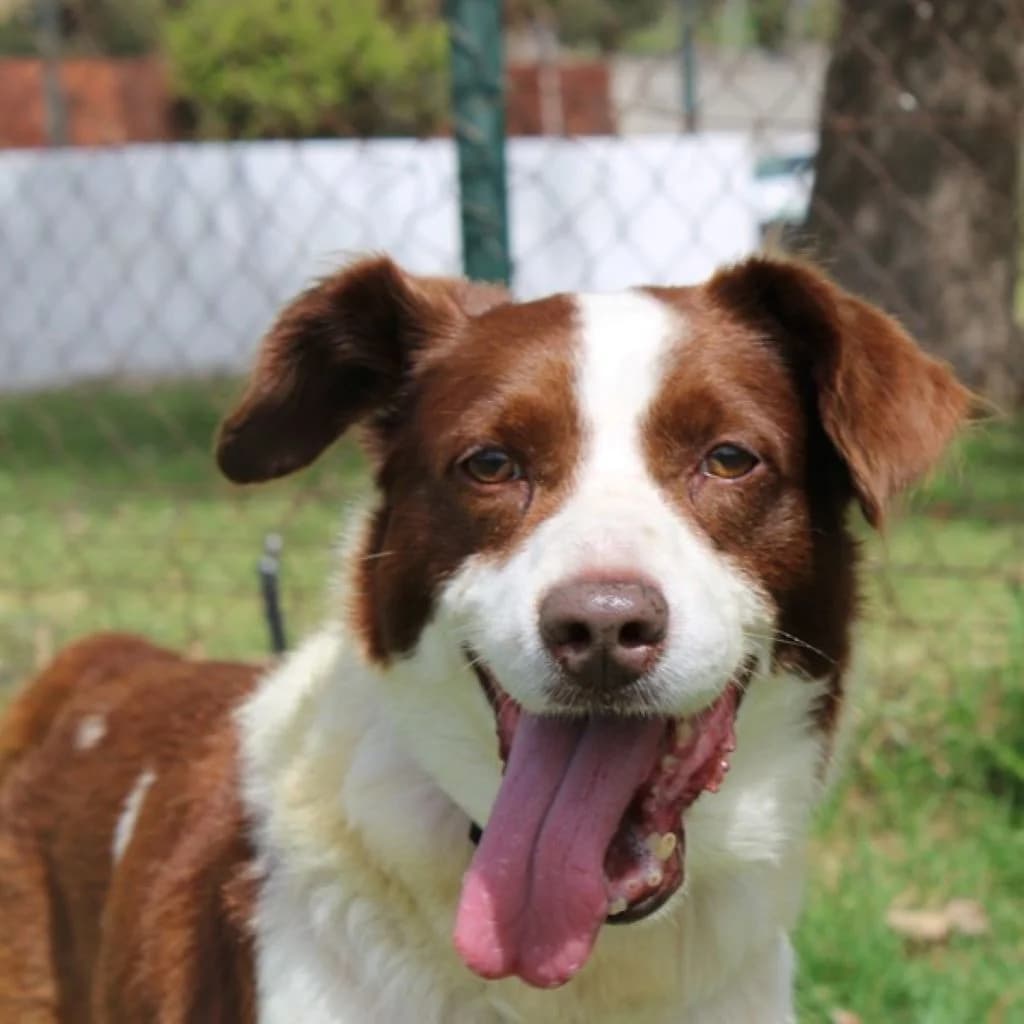 Roby, male senior Border Collie for adoption at SALVA Hundehilfe e.V.