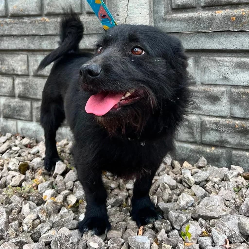 Lili, female young Mixed Breed for adoption at SALVA Hundehilfe e.V.