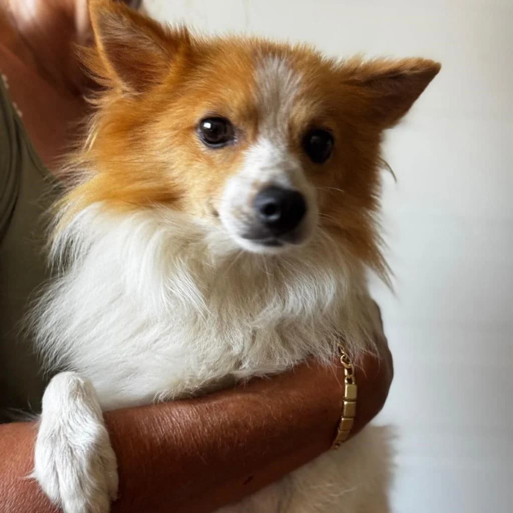 Temu, male young Mixed Breed for adoption at SALVA Hundehilfe e.V.