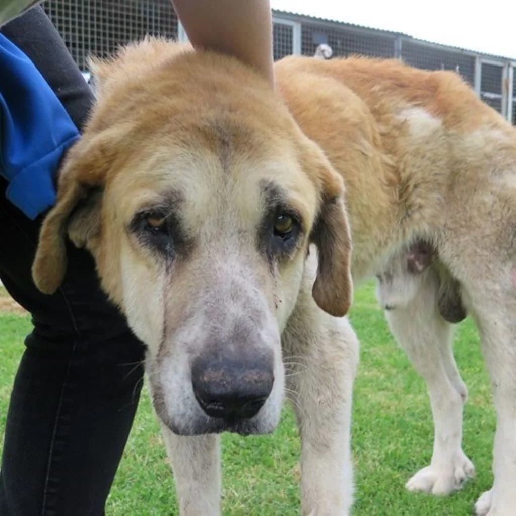 Boby, male senior Mixed Breed for adoption at SALVA Hundehilfe e.V.