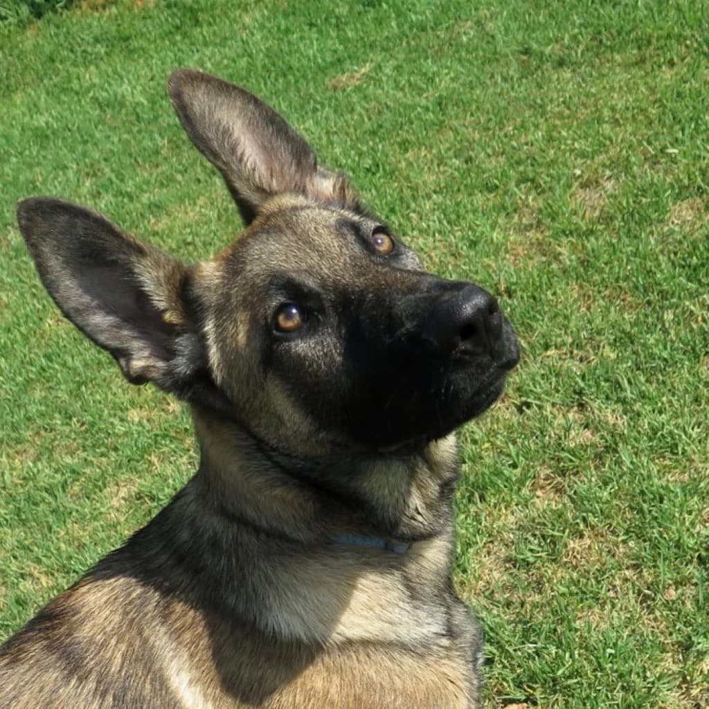 Yuma, female puppy Belgian Malinois for adoption at SALVA Hundehilfe e.V.