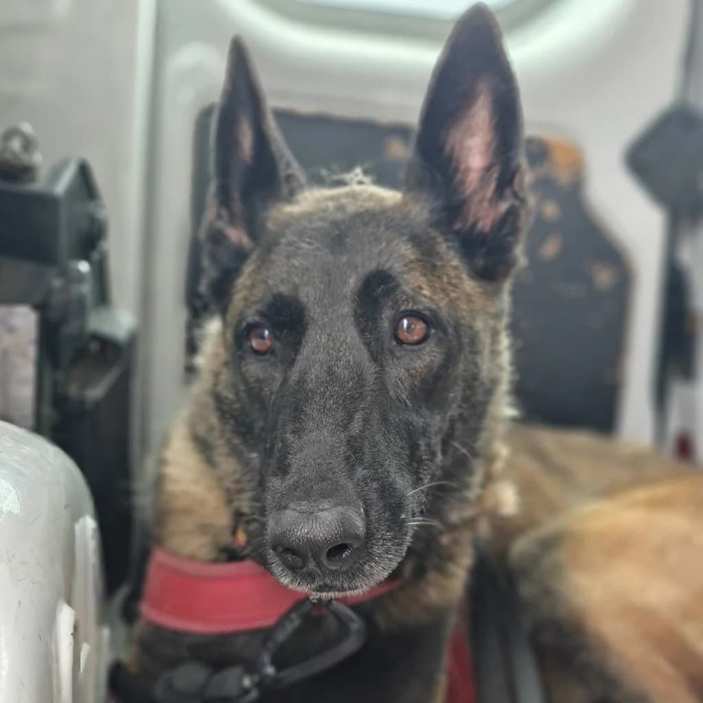 Duna, female 5yo Belgian Malinois for adoption at SALVA Hundehilfe e.V.
