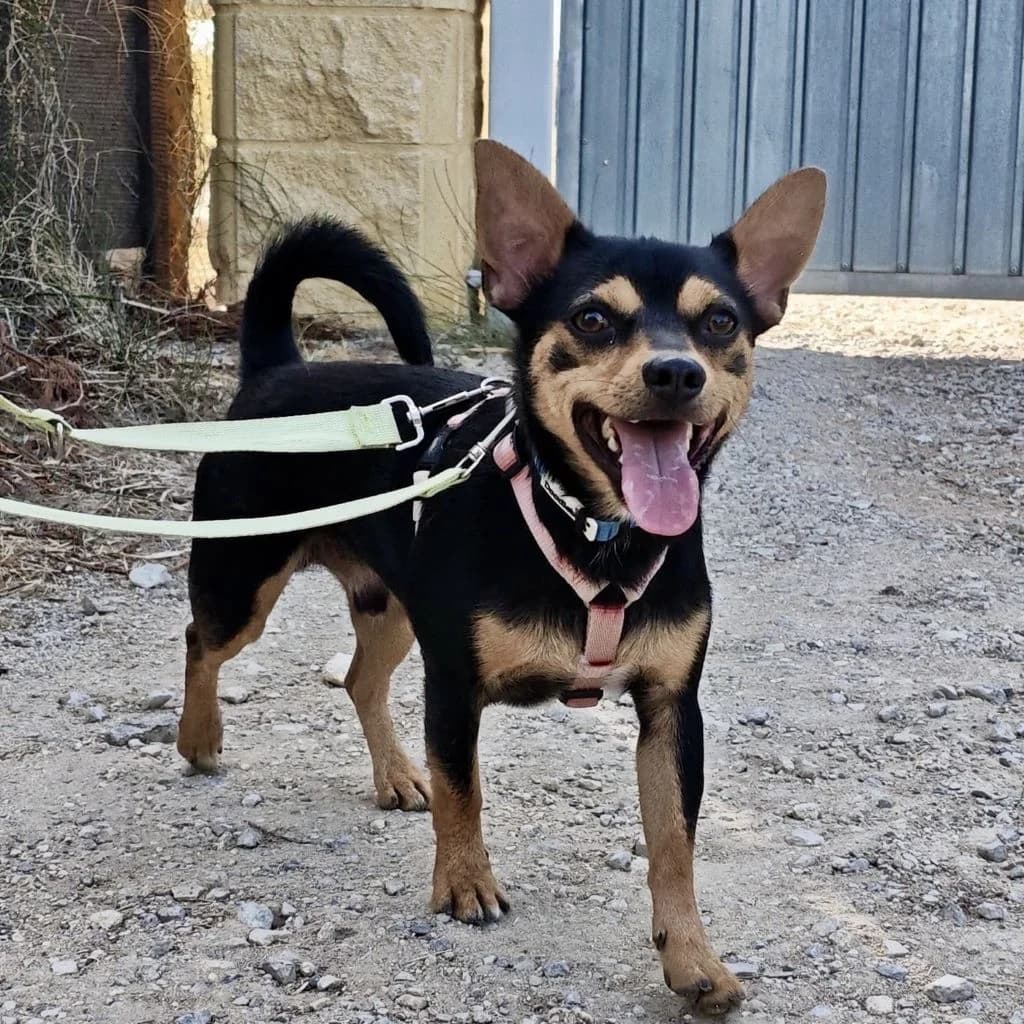Son, male young Mixed Breed for adoption at SALVA Hundehilfe e.V.