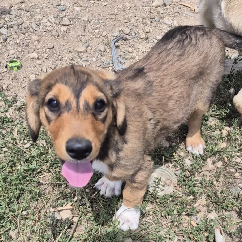 Thure, male puppy Mixed Breed for adoption at SALVA Hundehilfe e.V.