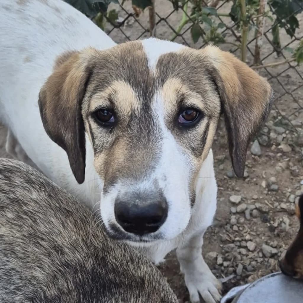 Viggo, male puppy Mixed Breed for adoption at SALVA Hundehilfe e.V.