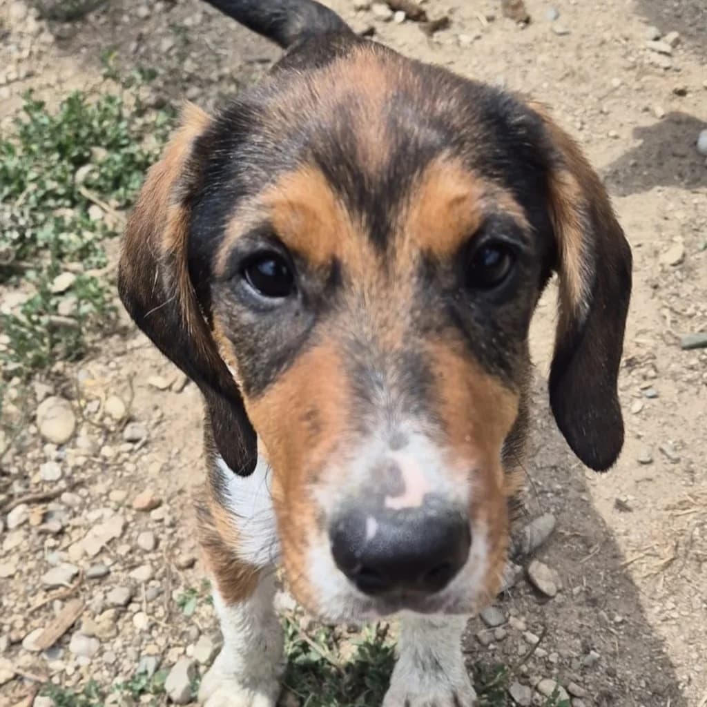 Lucky, male puppy Mixed Breed for adoption at SALVA Hundehilfe e.V.