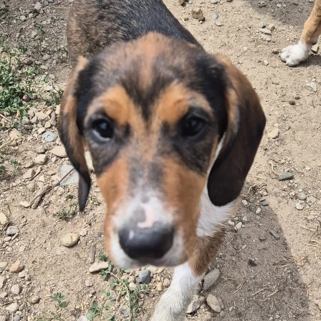 Lucky, male puppy Mixed Breed for adoption at SALVA Hundehilfe e.V.
