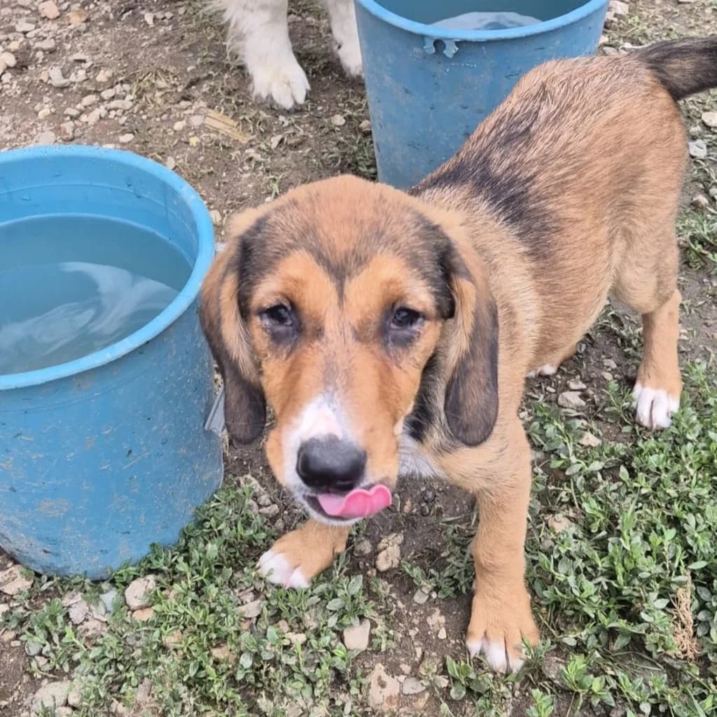 Luna, female puppy Mixed Breed for adoption at SALVA Hundehilfe e.V.