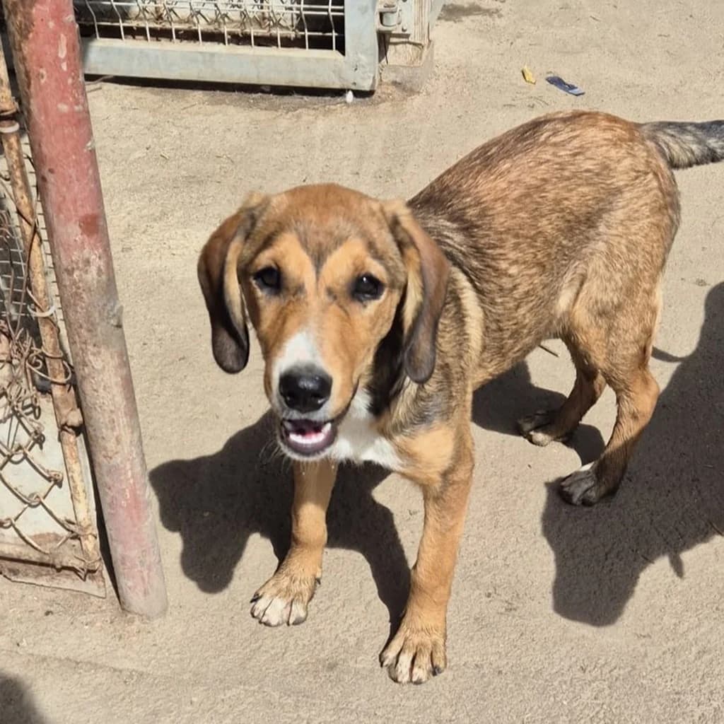 Luna, female puppy Mixed Breed for adoption at SALVA Hundehilfe e.V.