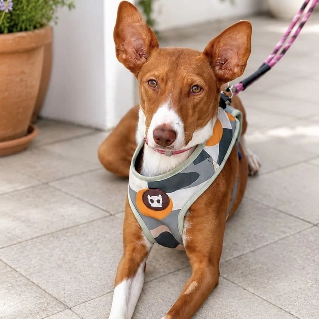 Vaiana, female 4yo Podenco for adoption at SALVA Hundehilfe e.V.
