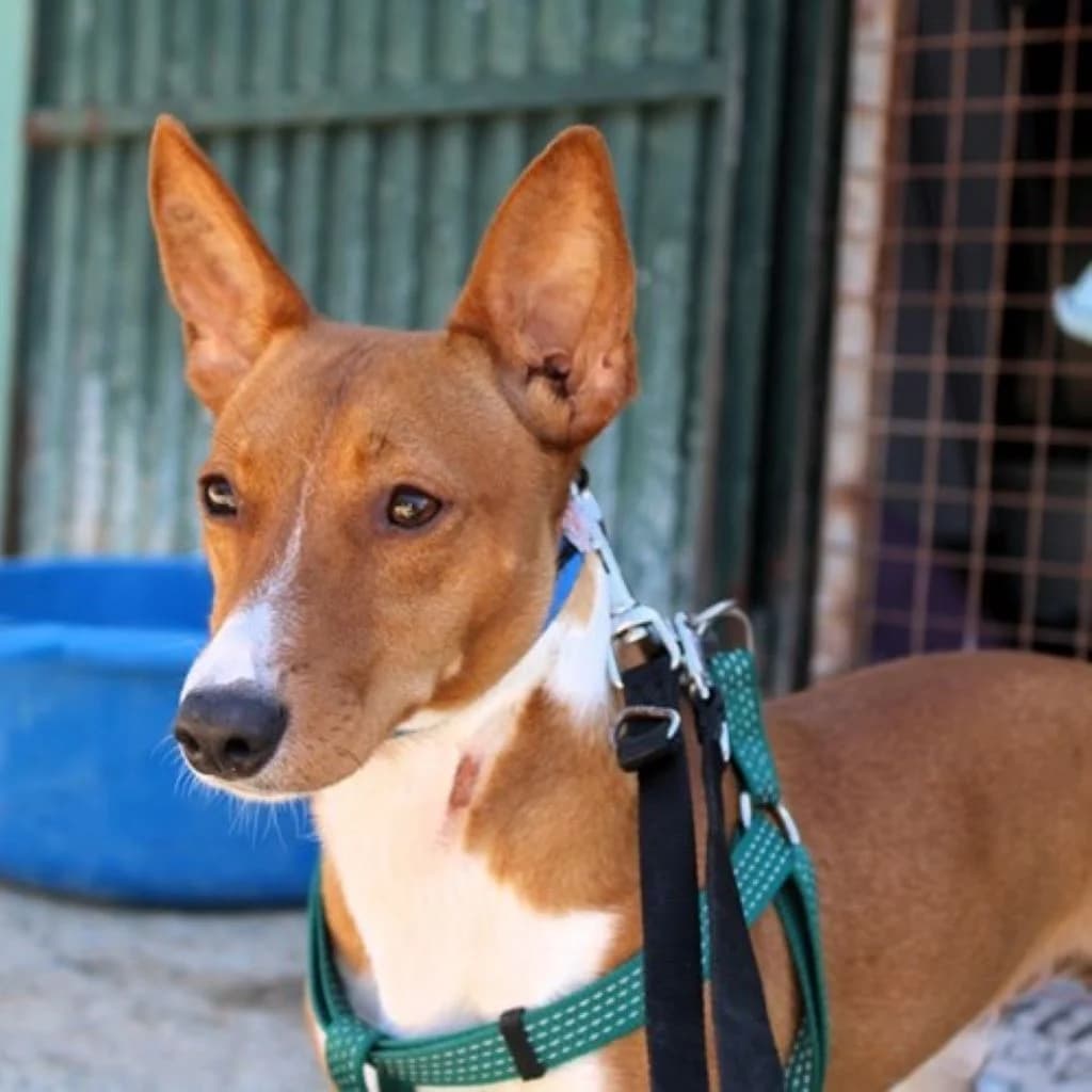 Remo, male young Podenco for adoption at SALVA Hundehilfe e.V.